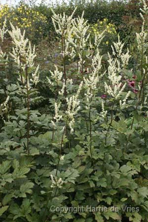 CIMICIFUGA heracleifolia