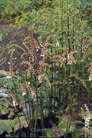 Cimicifuga japonica Chejudõ vorm