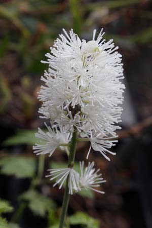Cimicifuga simplex matsumurae 'White Pearl'
