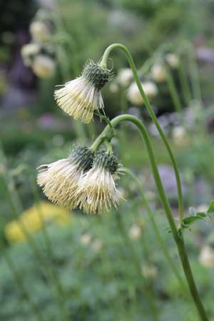 Cirsium erisithales