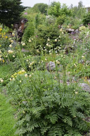 Cirsium erisithales