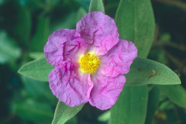 Cistus albidus