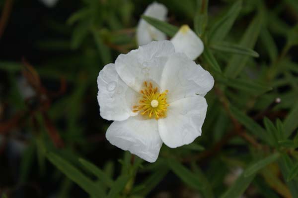 Cistus x verguinii