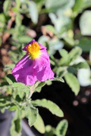 Cistus incanus tauricus