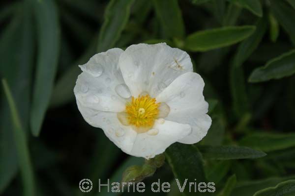 Cistus x ledon