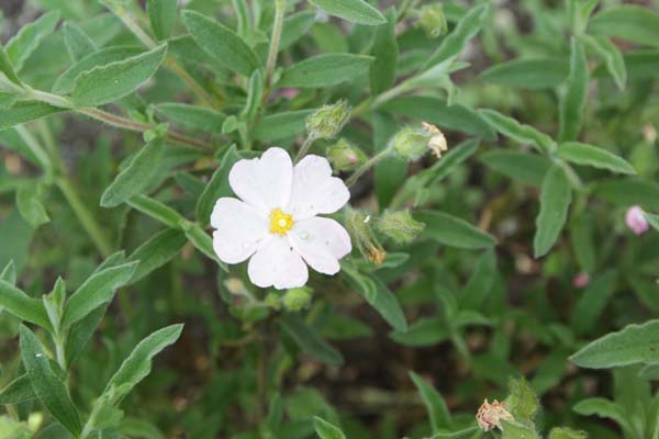 Cistus x skanbergii
