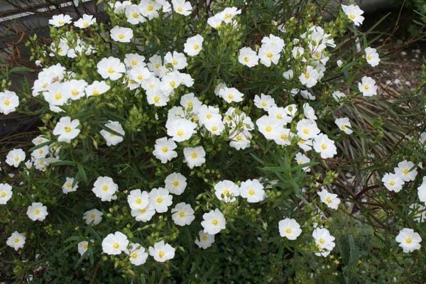 Cistus x verguinii
