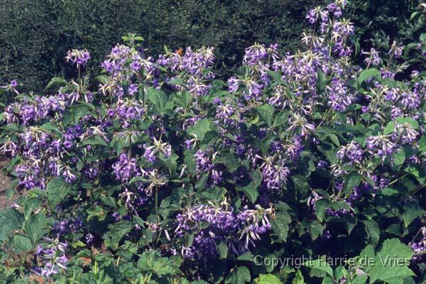 Clematis heracleifolia 'Cassandra'