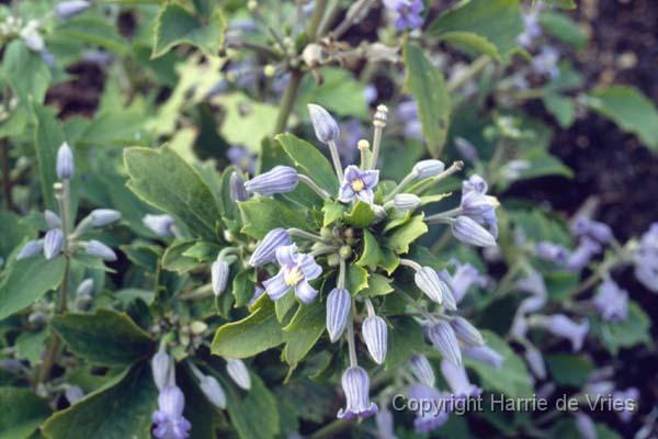 CLEMATIS heracleifolia 'Blue Dwarf'