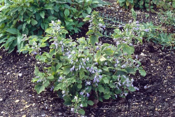 Clematis heracleifolia 'Blue Dwarf'