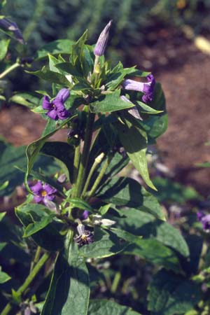 CLEMATIS heracleifolia 'Eclips'
