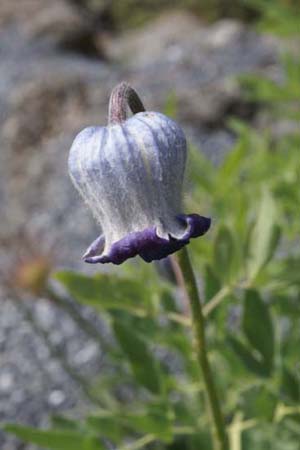 CLEMATIS hirsutissima scottii