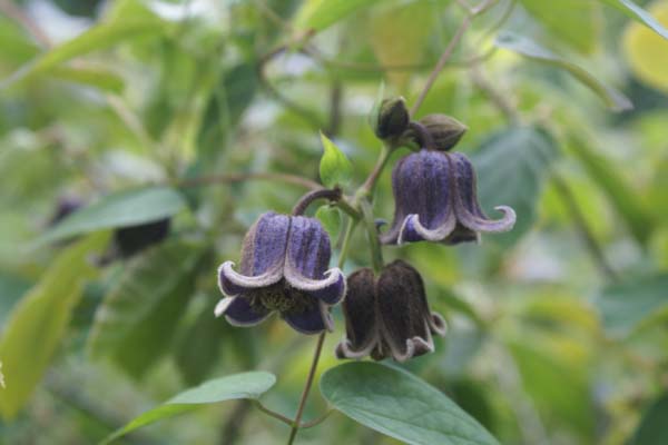 CLEMATIS ianthina (fusca violacea)