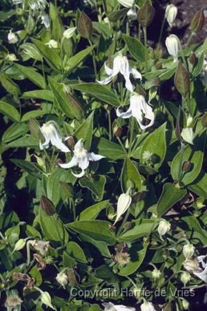 Clematis integrifolia 'Alba'