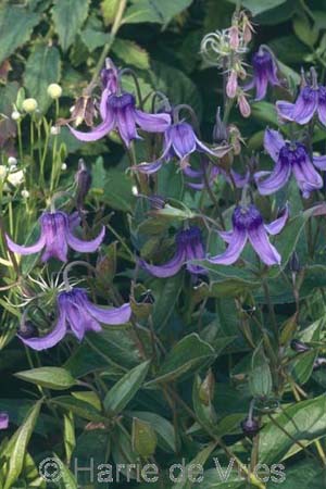 CLEMATIS integrifolia