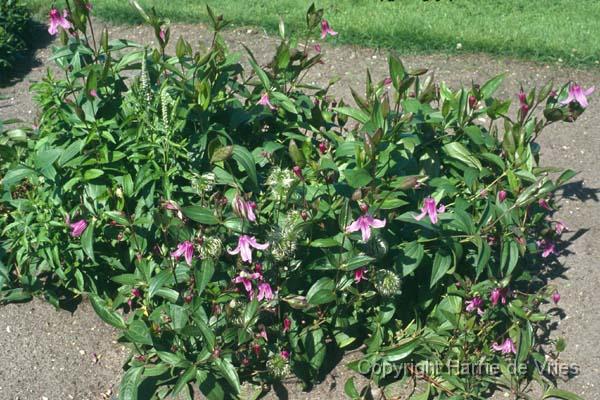 Clematis integrifolia 'Floris V'