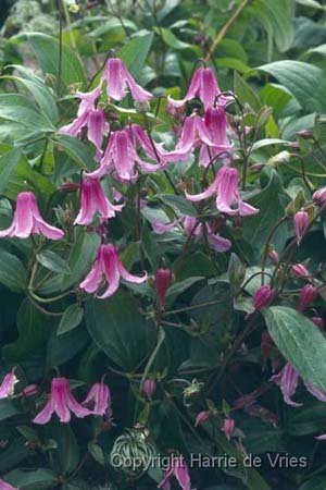CLEMATIS integrifolia 'Floris V'