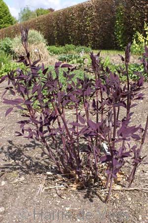 CLEMATIS recta 'Velvet Night'