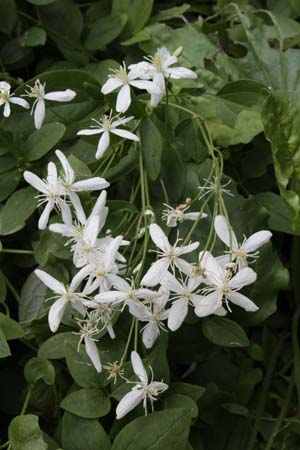 CLEMATIS recta mandshurica