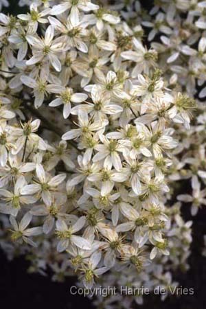 Clematis recta 'Peveril'