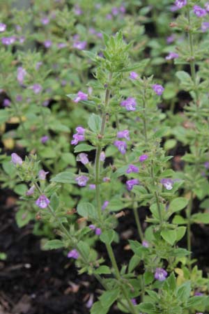 CLINOPODIUM graveolens (syn. Acinos grav.)