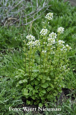 Cochlearia