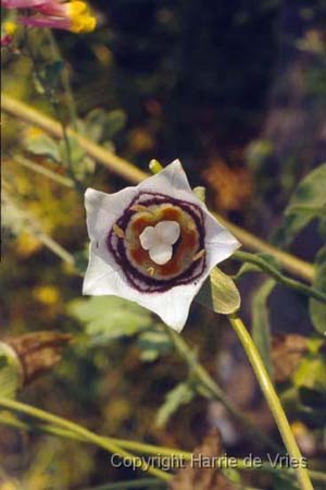 Codonopsis clematidea