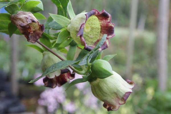 Codonopsis lanceolata