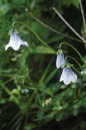 Codonopsis ovata