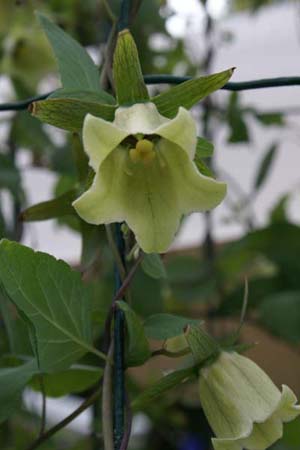 CODONOPSIS pilosula (sylvestris)