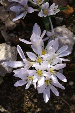 COLCHICUM hungaricum 'Velebit Star'
