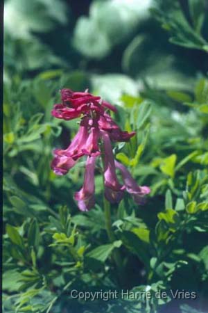 Corydalis buschii