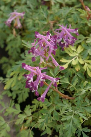 Corydalis buschii