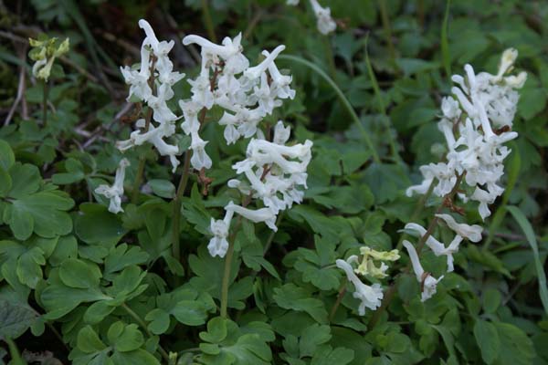 Corydalis cava 'Alba'