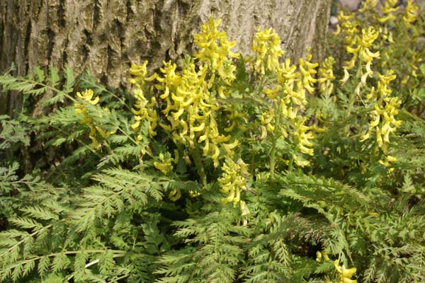 CORYDALIS cheilanthifolia