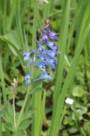 CORYDALIS elata