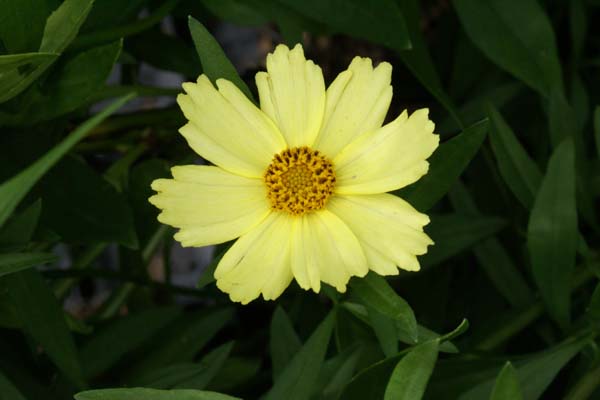 Coreopsis 'Full Moon'
