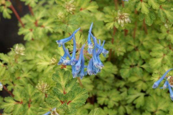Corydalis 'Golden Panda'