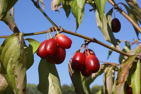Cornus mas 'Jolico'
