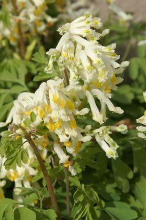 Corydalis ochroleuca