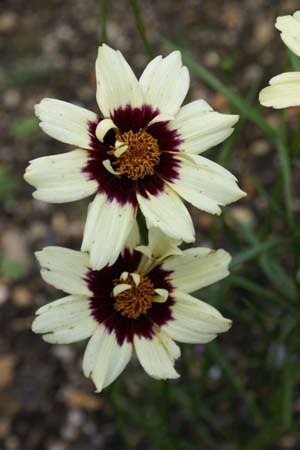 COREOPSIS 'Snowberry'