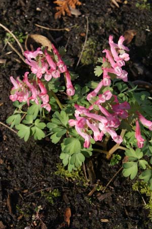 CORYDALIS solida 'Beth Evans'