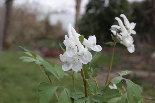 CORYDALIS solida 'Snowy Owl'