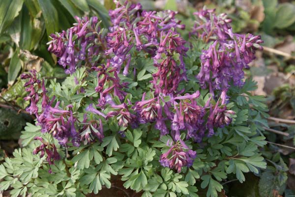 Corydalis solida incisa (decipiens)