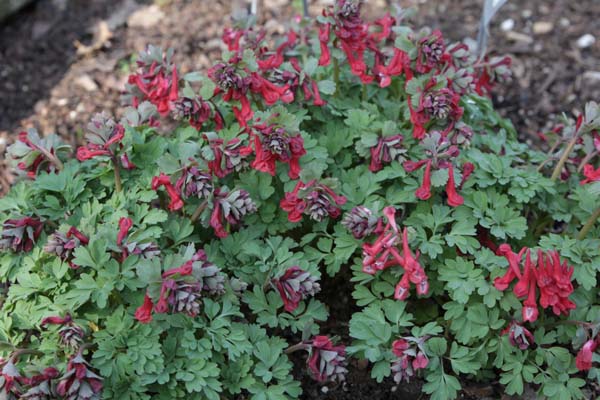 CORYDALIS solida 'Vuurvogel'