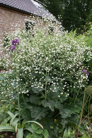 Crambe cordifolia