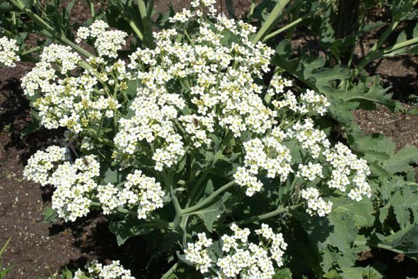 CRAMBE grandiflora