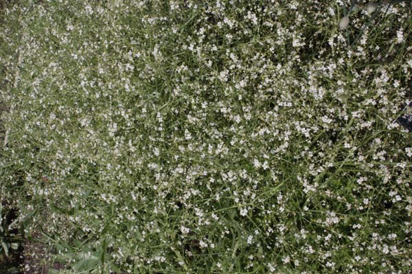 CRAMBE sp. (Zeger)