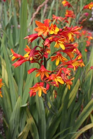 CROCOSMIA 'Bicolor'