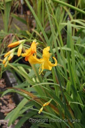 CROCOSMIA 'Columbus'